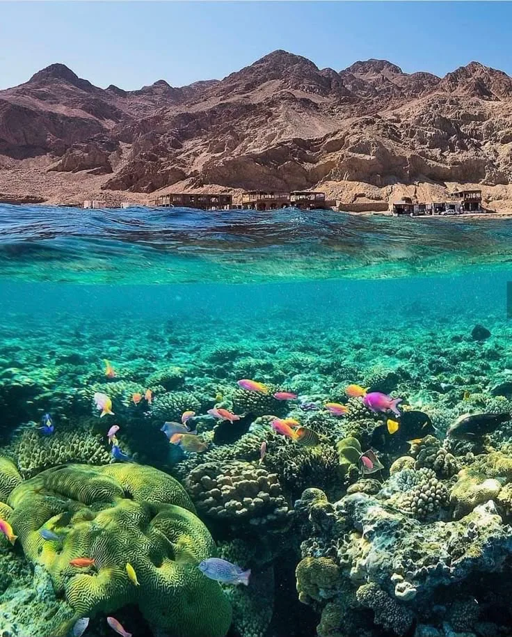 A vivid Red Sea coral reef alive with tropical fish